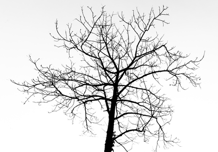 Dead tree on white backgroundの写真素材