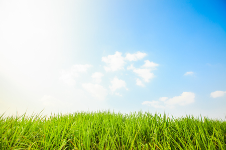 Sugar cane field with blue skyの写真素材