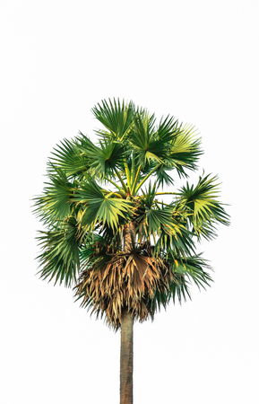 Sugar palm tree isolated on white backgroundの写真素材