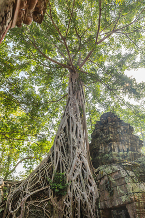 Ta Phrom castle in Angkor Thom, cambodiaの写真素材