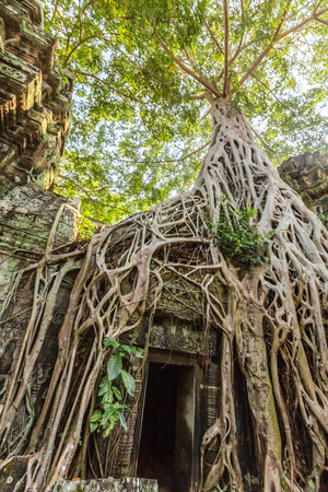 Ta Phrom castle in Angkor Thom, cambodiaの写真素材