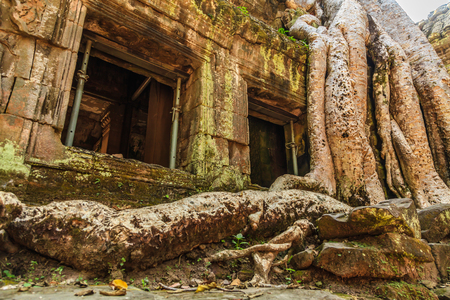 Big tree in Ta Phrom castle, Angkor Thom, Cambodiaの写真素材