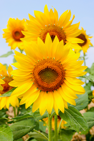 sunflower blossomの写真素材