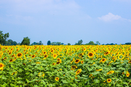 sunflower blossomの写真素材