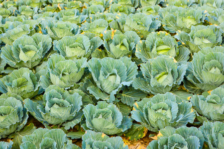 Landscape at Phu Tub Bergh hill, Thailand. Beautiful place of cabbage field.の写真素材