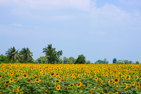 sunflower blossomの写真素材