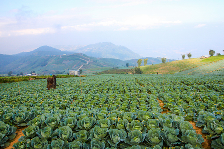 Landscape at Phu Tub Bergh hill, Thailand. Beautiful place of cabbage field.の写真素材