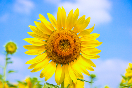 sunflower blossomの写真素材