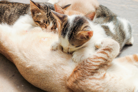 Kitty cat drinking cat mom milkの写真素材