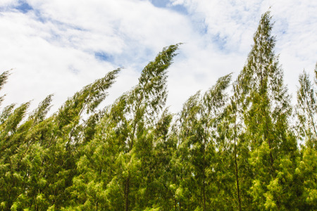 Pine tree and sky backgroundの写真素材