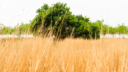 Natural landscape savanah grass fieldの写真素材