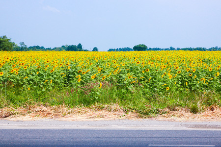 Sunflower blossomの写真素材