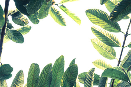 Green leaf in retro filter