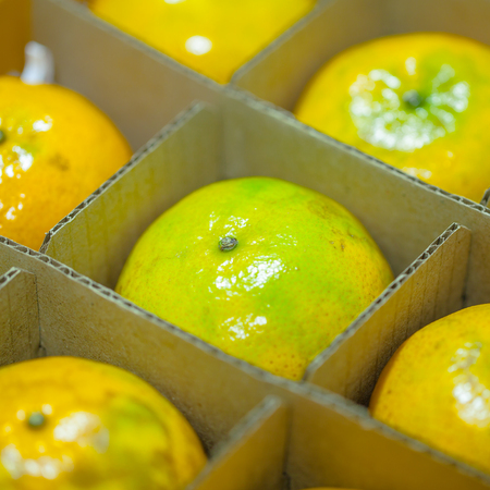Orange in box cartonの写真素材