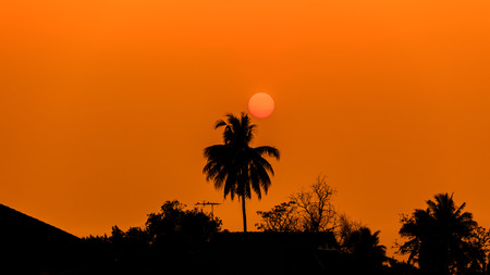 Silhouette coconut tree and sunsetの写真素材