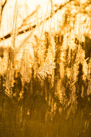 grass flower on sunset light backgeoundの写真素材
