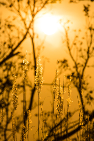 Grass flower with sunset backgroundの写真素材