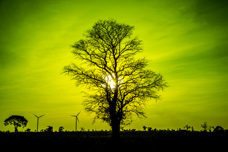 Silhouette dead treeの写真素材