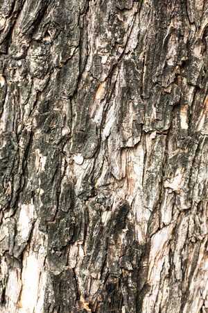 Wooden bark patternの写真素材