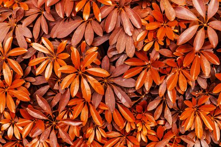 Red leaf backgroundの写真素材
