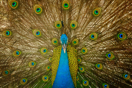 Beautiful peacock close upの写真素材