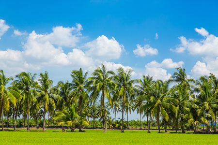 Coconut tree and green paddy rice on blue skyの写真素材