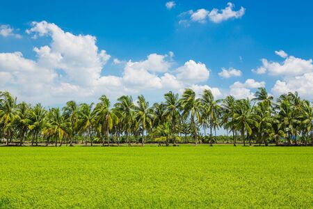 Paddy rice field with blue skyの写真素材
