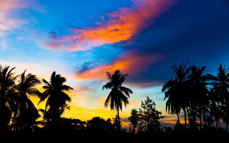 Silhouette coconut tree with sunset skyの写真素材