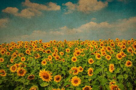 Sunflower blossom in sunny day. Vintage filterの写真素材
