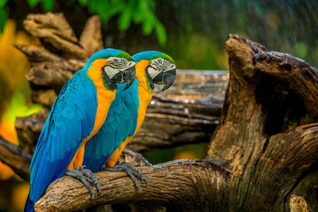 Macaw parrot bird close up