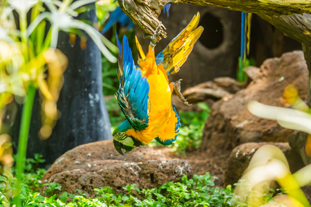 Macaw parrots close upの写真素材