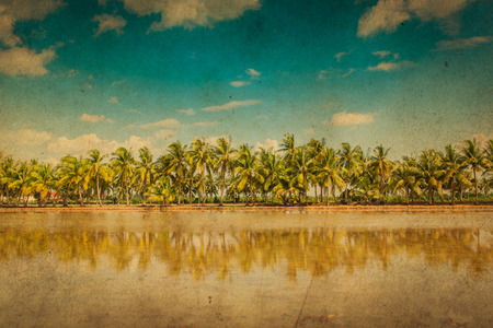 retro filter on coconut tree and blue skyの写真素材