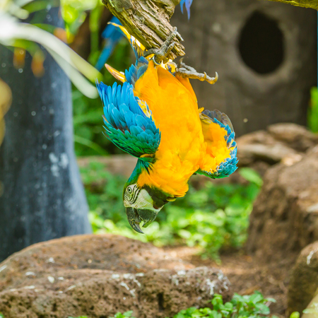 Macaw parrot birds in forestの写真素材