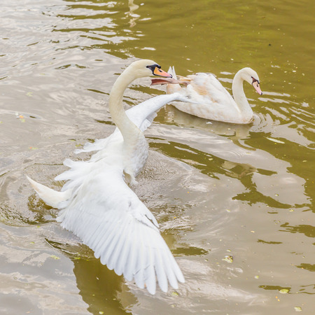 Swan in pondの写真素材