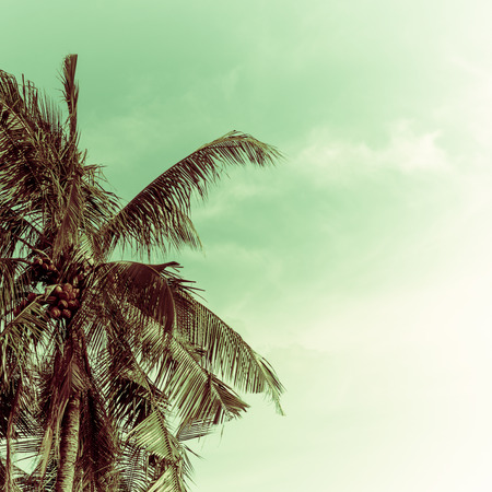 Coconut tree and sky background. retro filterの写真素材