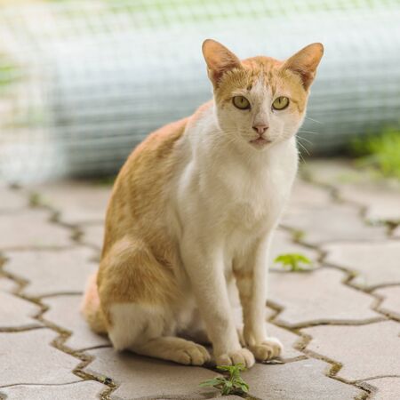 Stray cat close upの写真素材