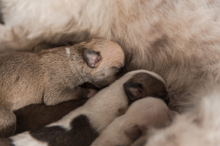 Baby dog drinking milk form their momの写真素材
