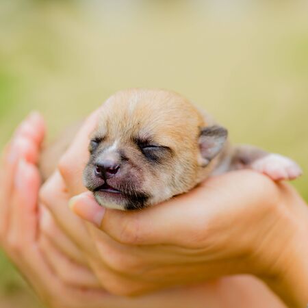 Hand hold puppy dog close upの写真素材