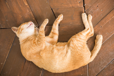 Sleepy cat on wood floorの写真素材