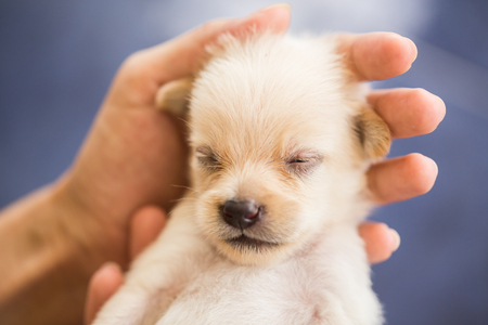 Hand hold cute puppy dogの写真素材