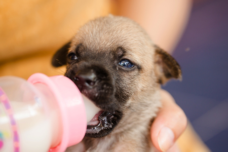 Feeding milk to new born puppyの写真素材