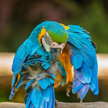 Macaw parrots bird close upの写真素材