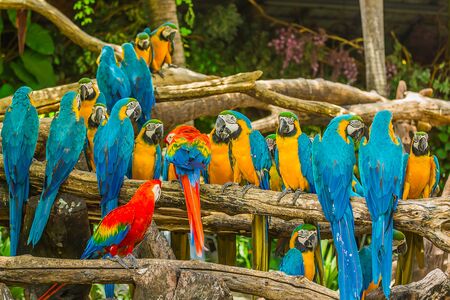 Macaw parrots in forestの写真素材