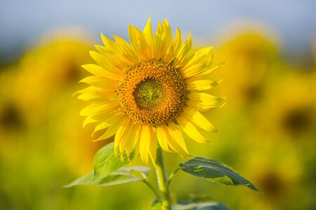 Sunflower blossom close upの写真素材