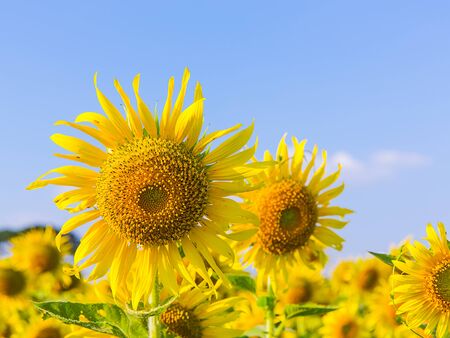 Beautiful sunflower blossom on blue skyの写真素材