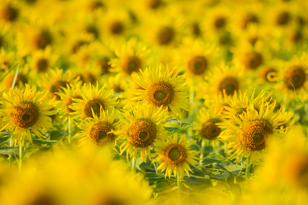 Sunflower blossom fieldの写真素材