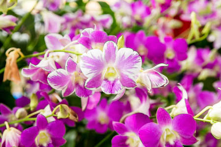 Purple orchids flower in garden close upの写真素材