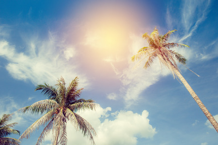 Coconut tree farm and blue sky. vintage filterの写真素材