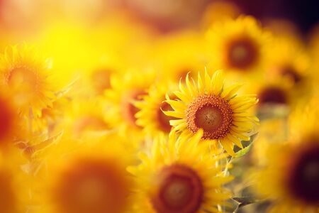Sunflower blossom.の写真素材