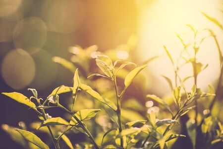 Retro green leaflet on sunset backgroundの写真素材